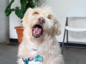 La salud dental de tu perro