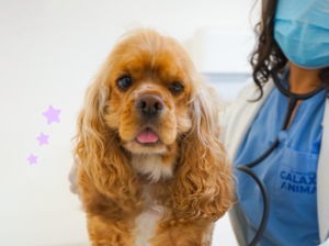 perritos Atención veterinaria y hospedaje de mascotas