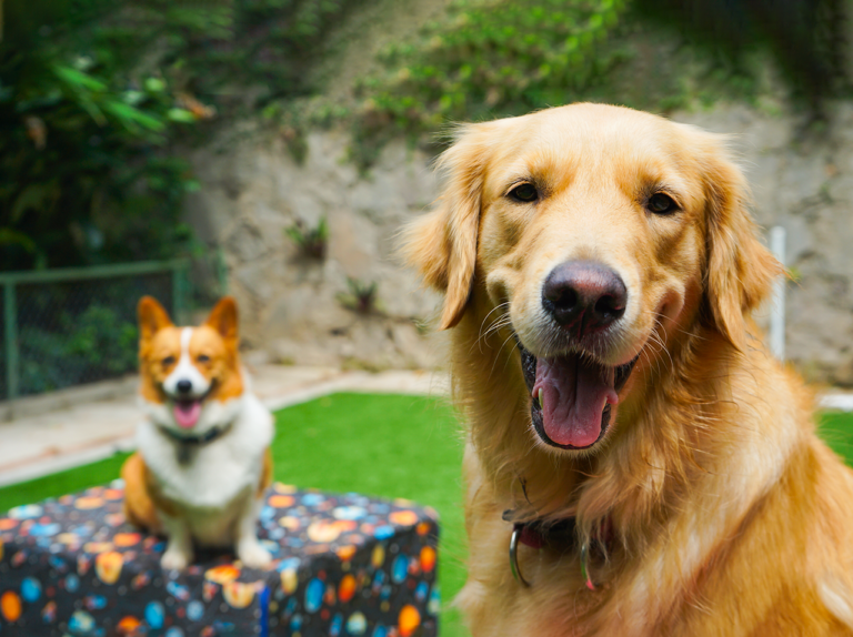 happy Atención veterinaria y hospedaje de mascotas